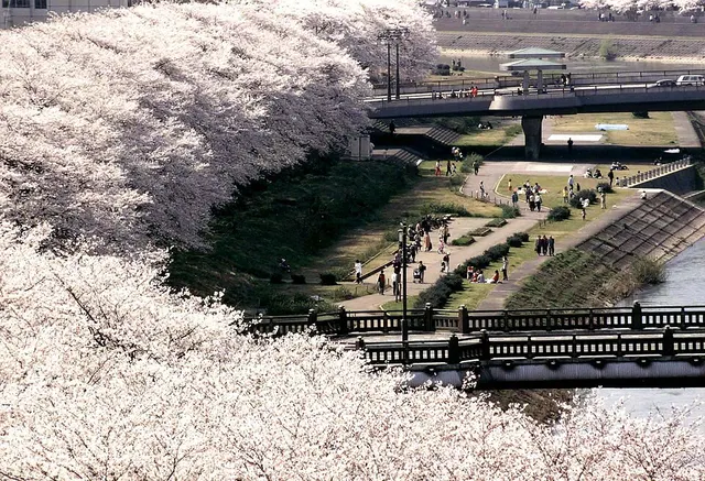 13. Asuwa River Fureai Marathon Laufbild