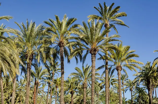 Elche Half Marathon - The Oldest of the World — photo de la course