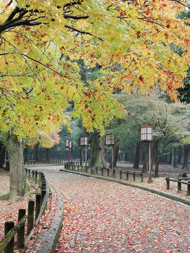 Ảnh giải Nara Marathon 2026