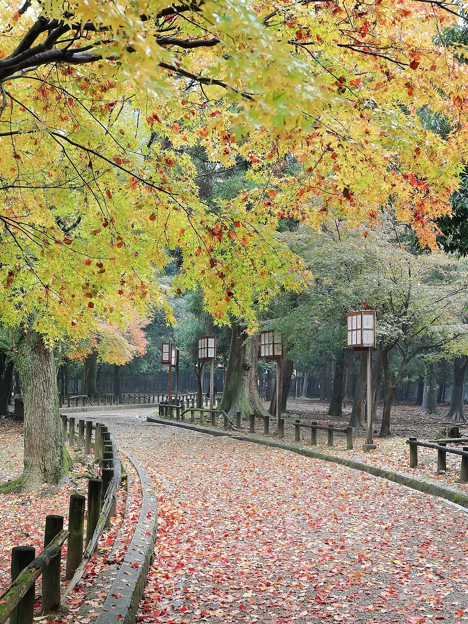 Ảnh giải Nara Marathon 2026