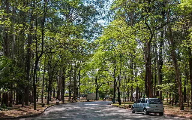 Ảnh giải Maratona Internacional de São Paulo
