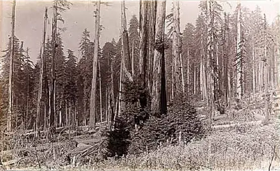 2027 Avenue of the Giants Marathon race photo