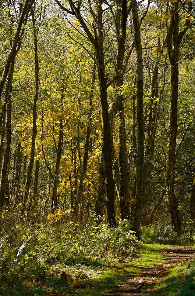 Cougar Mountain Trail Run Series (October) — foto de la carrera